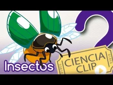 ¿Cualquier bicho es un insecto? Con Martí de C de Ciencia y CienciaClip